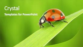  Presentation with ladybug - Beautiful presentation theme featuring ladybird - ladybug on grass green backdrop and a shamrock green colored foreground