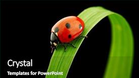  Presentation with ladybug - Beautiful PPT layouts featuring ladybird - ladybug on grass backdrop and a black colored foreground