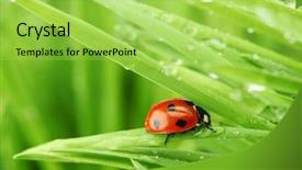  Presentation with ladybug - Presentation theme with ladybird - ladybug on grass background and a yellow colored foreground