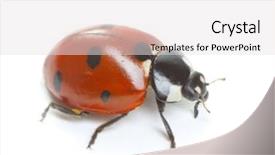  Presentation with white fragility - Slide set having ladybird - ladybug on white background background and a light gray colored foreground