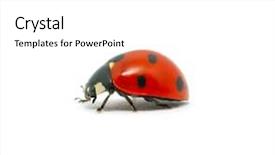  Presentation with ladybug - Amazing presentation design having ladybird - ladybug backdrop and a white colored foreground