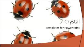  Presentation with ladybugs - PPT layouts consisting of ladybird - ladybugs isolated on white background background and a cream colored foreground