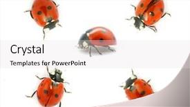  Presentation with ladybugs - Cool new presentation theme with ladybird - ladybugs isolated on white backdrop and a lemonade colored foreground