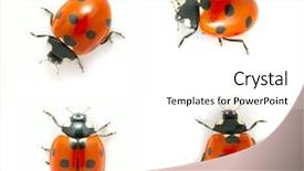  Presentation with ladybugs - Presentation consisting of ladybird - red ladybugs isolated background and a white colored foreground