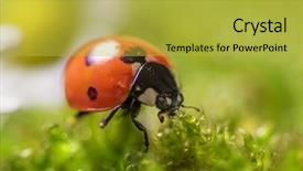  Presentation with tropical flowers close up - Audience pleasing slides consisting of ladybird on chamomile flowers close backdrop and a yellow colored foreground