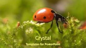  Presentation with chamomile - Theme featuring ladybird on chamomile flowers close background and a  colored foreground