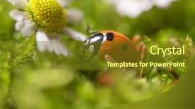  Presentation with chamomile - Cool new PPT theme with ladybird on chamomile flowers close backdrop and a  colored foreground