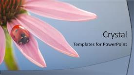  Presentation with stem - Amazing slide set having ladybird creeps on stem backdrop and a light blue colored foreground