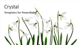  Presentation with snowdrop - Presentation theme featuring ladybird on a spring white background and a white colored foreground