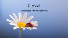  Presentation with blue flower bulb field - Colorful slides enhanced with ladybird on camomile flower ladybug backdrop and a light blue colored foreground