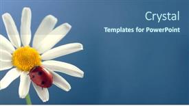  Presentation with blue flower - Slides with ladybird-on-camomile-flower background and a ocean colored foreground