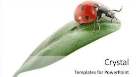  Presentation with green gold and white - PPT layouts featuring ladybird on green leaf isolated background and a white colored foreground