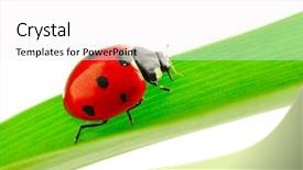  Presentation with green leaf - Slide set featuring ladybird on green leaf isolated background and a white colored foreground