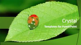  Presentation with drugs medical cannabis leaf - Cool new presentation with ladybird on leaf backdrop and a seafoam green colored foreground