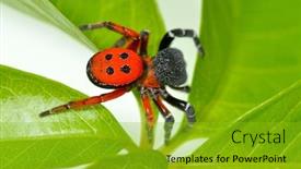  Presentation with spider - PPT layouts having ladybird-spider-eresus-cinnaberinus-dobrogea background and a gold colored foreground