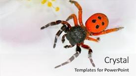  Presentation with spider - Amazing presentation having ladybird spider eresus cinnaberinus backdrop and a white colored foreground