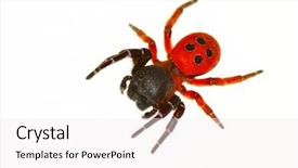  Presentation with spider - PPT theme enhanced with ladybird spider isolated on white background eresus cinnaberinus background and a white colored foreground