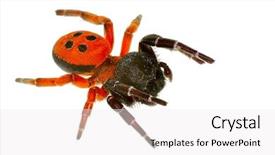  Presentation with spider - Cool new PPT theme with ladybird spider isolated on white backdrop and a white colored foreground