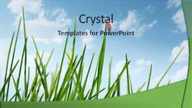  Presentation with blade - Presentation theme enhanced with red ladybird walking on green background and a light blue colored foreground