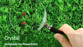  Presentation with green glass - PPT layouts featuring ladybirds and magnifying glass background and a forest green colored foreground