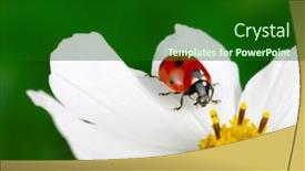  Presentation with ladybug - Beautiful slide set featuring ladybug and flower on a green background backdrop and a forest green colored foreground