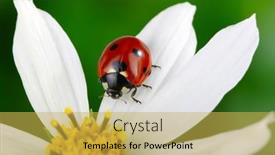  Presentation with ladybug - Audience pleasing slide set consisting of ladybug-and-flower backdrop and a yellow colored foreground