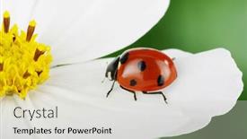  Presentation with ladybug - Cool new presentation theme with ladybug and flower on a green background backdrop and a light gray colored foreground