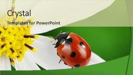  Presentation with ladybug - PPT theme with ladybug and flower background and a soft green colored foreground