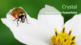  Presentation with ladybug - 