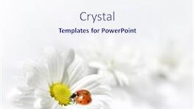  Presentation with ladybug - Colorful presentation design enhanced with ladybug and flower backdrop and a sky blue colored foreground