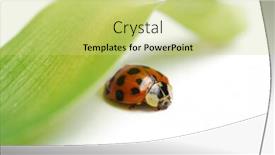  Presentation with ladybug - Colorful presentation theme enhanced with ladybug and leaf backdrop and a yellow colored foreground
