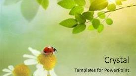  Presentation with jasmine spring flowers - Amazing presentation design having ladybug chamomile green grass background - ladybird on daisy flowers backdrop and a  colored foreground