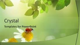  Presentation with daisy - Colorful presentation theme enhanced with ladybug chamomile green grass background - ladybird on daisy flowers backdrop and a mint green colored foreground