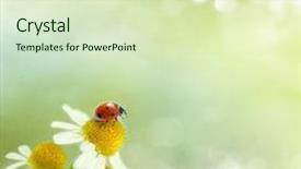  Presentation with daisy - Colorful PPT layouts enhanced with ladybug chamomile green grass background - ladybird on daisy flowers backdrop and a soft green colored foreground