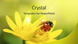  Presentation with yellow leaves of ginkgo biloba - Amazing PPT theme having ladybug chamomile green grass background - ladybird on yellow petals backdrop and a yellow colored foreground