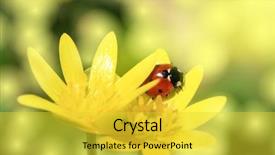  Presentation with yellow - Slides with ladybug chamomile green grass background - ladybird on yellow petals background and a  colored foreground
