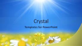  Presentation with rapeseed - Beautiful presentation theme featuring ladybug chamomile green grass background - rapeseed field and daisy flower backdrop and a teal colored foreground