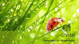 Presentation with ladybug - Colorful theme enhanced with ladybug drinking fresh morning dew backdrop and a gold colored foreground