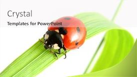  Presentation with ladybug - Presentation theme with ladybug go to you background and a sky blue colored foreground