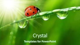  Presentation with coconut shell fresh whole - Audience pleasing theme consisting of fresh morning dew and ladybird backdrop and a forest green colored foreground