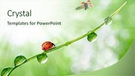  Presentation with dew - Cool new presentation theme with trave - fresh morning dew and ladybird backdrop and a cream colored foreground