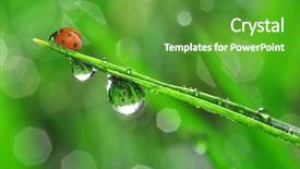  Presentation with dew - Audience pleasing slides consisting of  backdrop and a  colored foreground