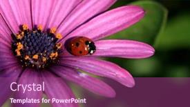  Presentation with ladybug - Amazing presentation design having good bugs - ladybug in nature macro shoot backdrop and a violet colored foreground