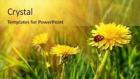  Presentation with ladybug - Cool new presentation with ladybug in the tall grass backdrop and a yellow colored foreground