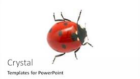  Presentation with ladybug - Slide deck enhanced with ladybug isolated on the white background and a white colored foreground