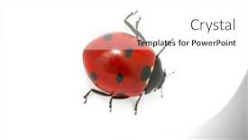  Presentation with ladybug - 