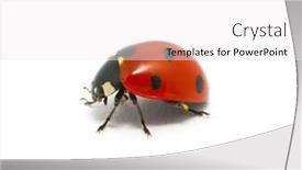  Presentation with ladybug - Presentation design with ladybug isolated on the white background and a white colored foreground