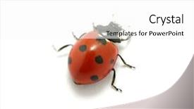  Presentation with ladybug - Theme having ladybug isolated on the white background and a white colored foreground