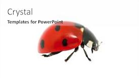  Presentation with ladybug - Theme having closeup surface white wooden calendar with black 16 february word on blurred brown wood desk and wood wall textured background with copy space in selective focus at the calendar background and a lemonade colored foreground