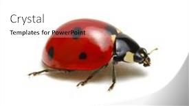  Presentation with ladybug - Presentation design featuring ladybug-isolated-on-white-background background and a white colored foreground